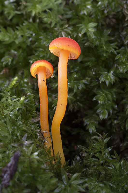 Hygrocybe miniata